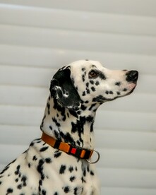 斑点狗