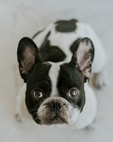 法斗犬