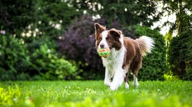 瑞士伯恩山犬