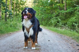 瑞士伯恩山犬