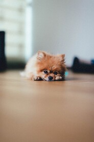 小狗