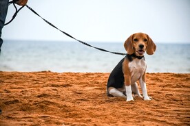 小猎兔犬
