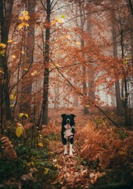 瑞士伯恩山犬