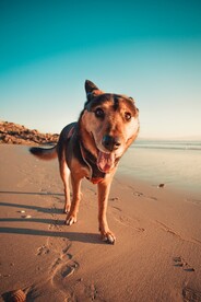 牧羊犬