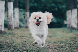 萨摩耶