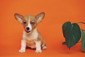 柯基犬
