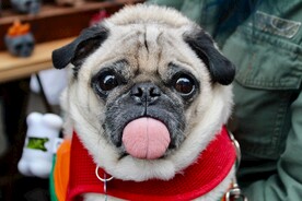 法斗犬