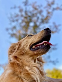 金毛犬