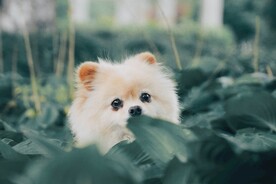 博美犬