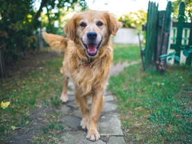 金毛犬