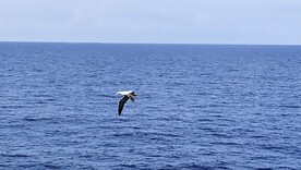 海鸥