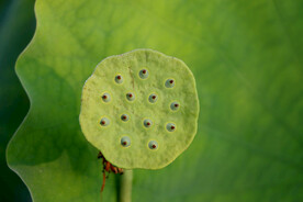 莲蓬莲子