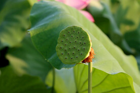 莲蓬莲子
