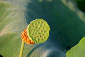 莲蓬莲子