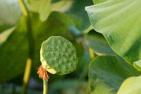 莲蓬莲子