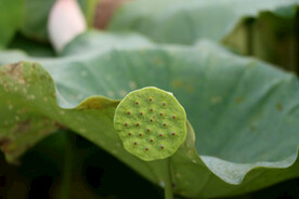 莲蓬莲子