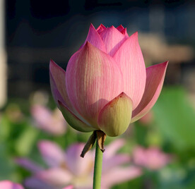 荷花花苞花蕾