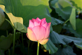 荷花花苞花蕾