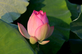 荷花花苞花蕾