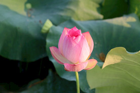 荷花花苞花蕾