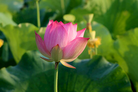 荷花花苞花蕾