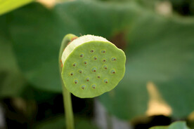 莲蓬莲子