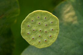 莲蓬莲子