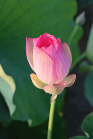 荷花花苞花蕾