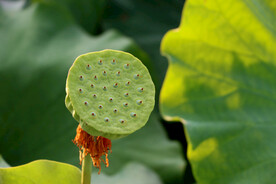 莲蓬莲子