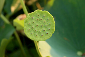 莲蓬莲子