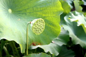 莲蓬莲子
