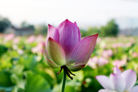 荷花花苞花蕾