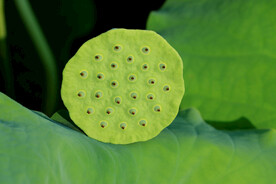 莲蓬莲子
