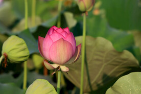 荷花花苞花蕾
