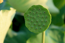 莲蓬莲子