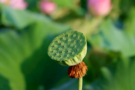 莲蓬莲子