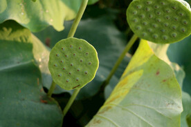 莲蓬莲子