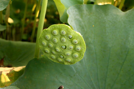 莲蓬莲子