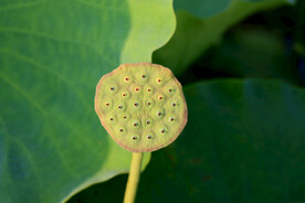 莲蓬莲子