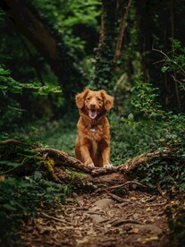狗