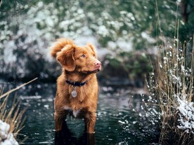 狗