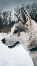 狗