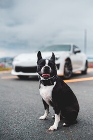 小狗