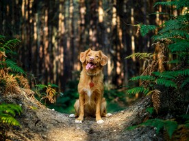 金毛犬