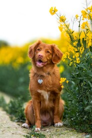 金毛犬