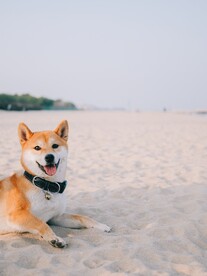 小狗