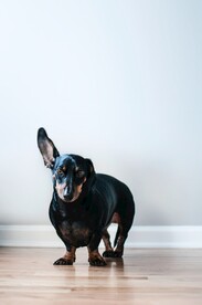 狗