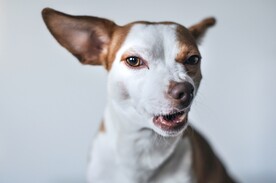 狗