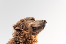 狗