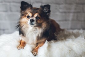 狗
